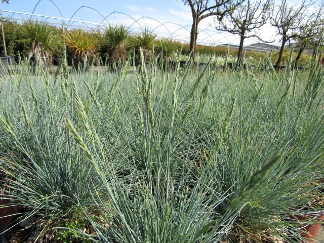 Festuca Glauca Blauglut Coltivazione E Vendita Greggio Vivai