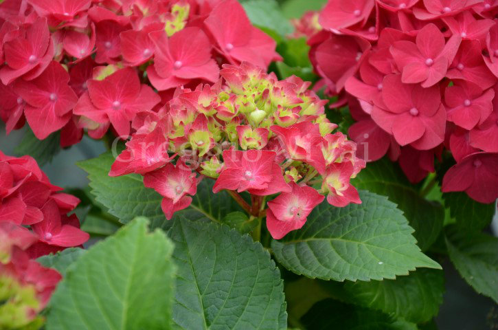 Image of Hydrangea hot red 1