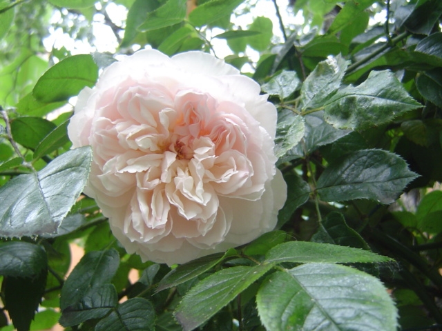 Tutore a Ombrello 9 Petali per Rose Piangenti, tutori per rosai e piante  rampicanti Meilland