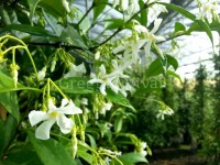 fiore_rhyncospermum.jpg