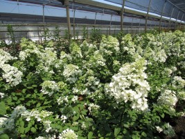 hydrangea-diamant-rouge-ortensia-vivai.jpg