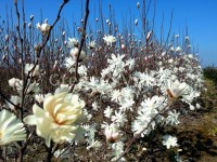 magnolia_stellata_royal_star.jpg