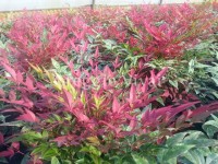 nandina_obsessed.jpg