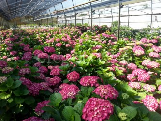 panoramica_hydrangea_ctl_15.jpg