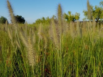 pennisetum-magic-vaso-24-autumn.jpg