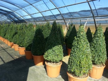 buxus_arborescens_cono.jpg