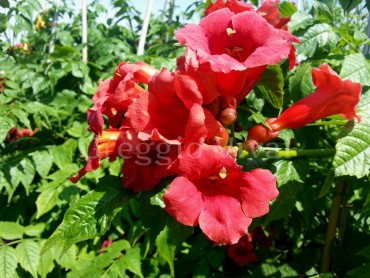 campsis_bignonia_stromboli.jpg