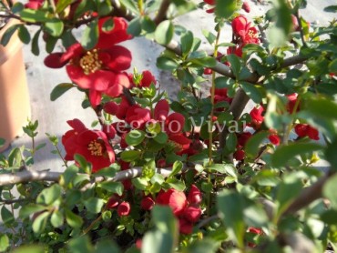 chaenomeles_crimson_and_gold.jpg