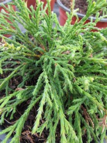 chamaecyparis-filifera-nana.jpg