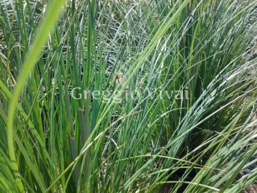 cortaderia_sellowiana.jpg