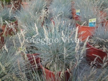 festuca_glauca_blauglut.jpg