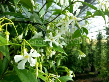 fiore_rhyncospermum.jpg