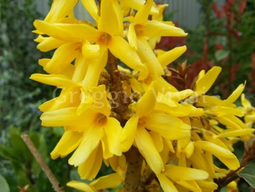 forsythia_nimbus.jpg