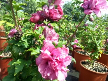 hibiscus_duc_de_bramant.jpg