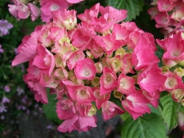 hidrangea_macrophylla_red_baron_small.jpg