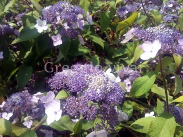 hydrangea_asperavillosa.jpg