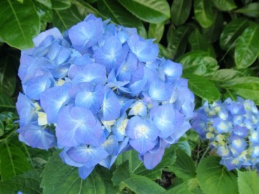 hydrangea_bela_blue.jpg