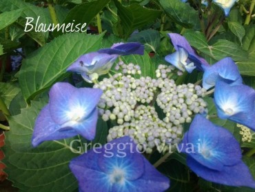 hydrangea_blaumeise1.jpg