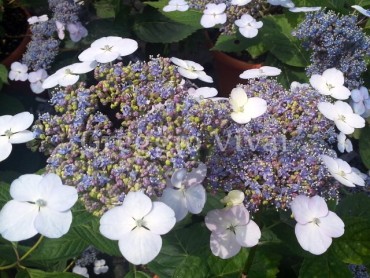 hydrangea_bleu_bird.jpg