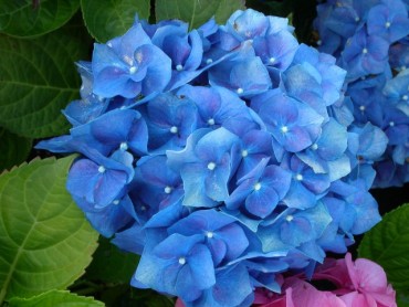 hydrangea_enziandom.jpg