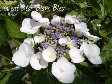 hydrangea_great_star_blanc_bleu1.jpg