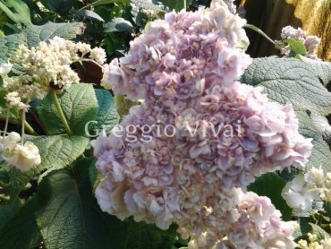 hydrangea_involucrata_hortensis.jpg