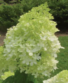 hydrangea_limelight.gif