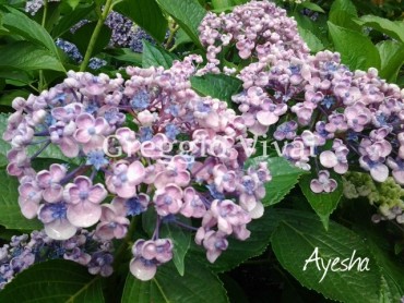 hydrangea_m_ayesha1.jpg