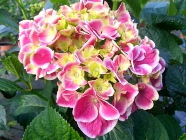 hydrangea_mac_harlequin.jpg