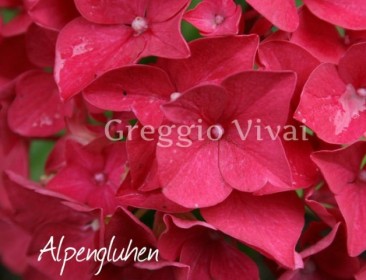 hydrangea_macrophylla_alpengluhen.jpg