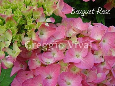 hydrangea_macrophylla_bouquet_rose.jpg