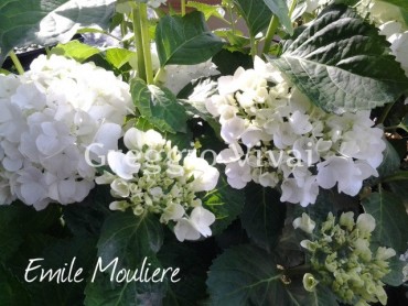 hydrangea_macrophylla_emile_mouliere.jpg