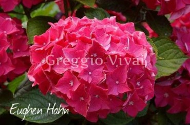 hydrangea_macrophylla_eughen_hahn.jpg