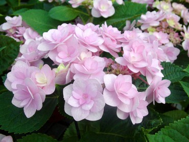 hydrangea_macrophylla_forev.jpg