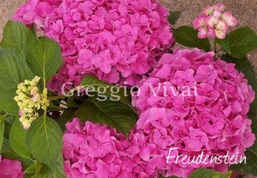 hydrangea_macrophylla_freudenstein.jpg