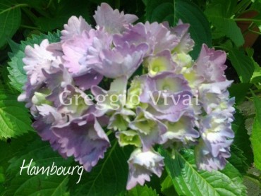 hydrangea_macrophylla_hambourg.jpg