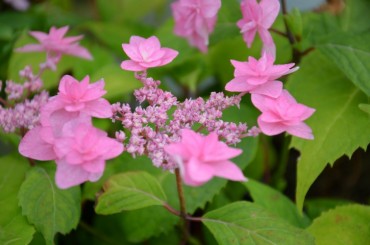 hydrangea_miyama_yae_murasaki.jpg