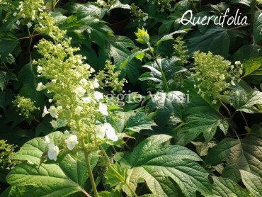 hydrangea_quercifolia2.jpg