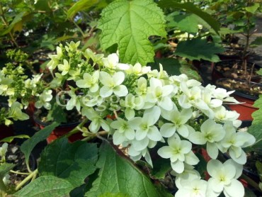 hydrangea_quercifolia_snowflake.jpg