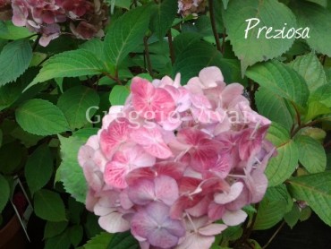 hydrangea_serrata_preziosa1.jpg