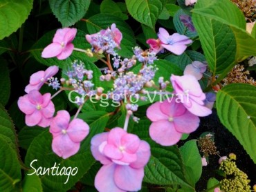 hydrangea_serrata_santiago2.jpg