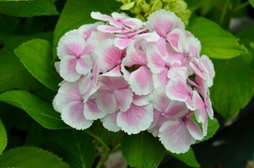 hydrangea_wedding_ring.jpg