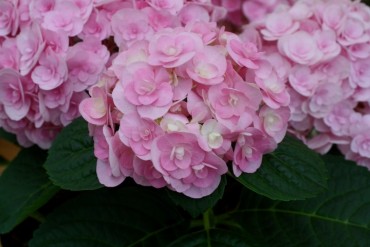 hydrangea_you_me_love.jpg