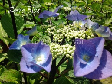 hydrangea_zorro_blue.jpg