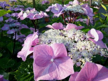 hydrangeazorrorose.jpg