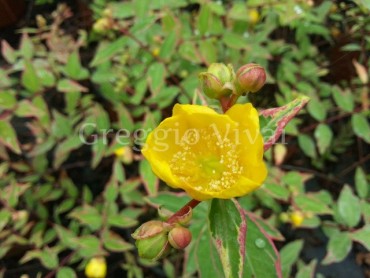 hypericum_tricolor1.jpg