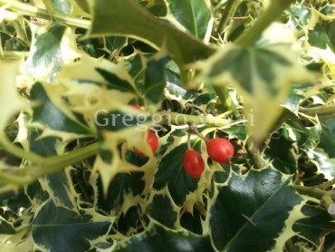 ilex_aquifolium_variegato.jpg