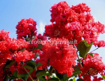 lagerstroemia-dynamite.jpg