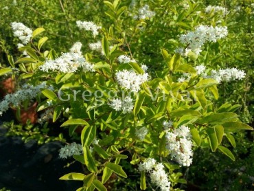 Ligustrum Sinensis