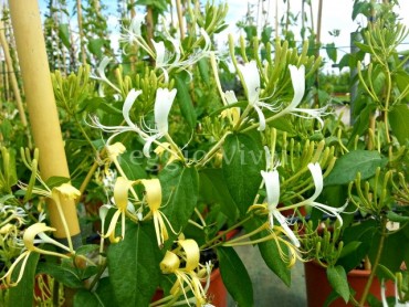 lonicera_delawayi.jpg